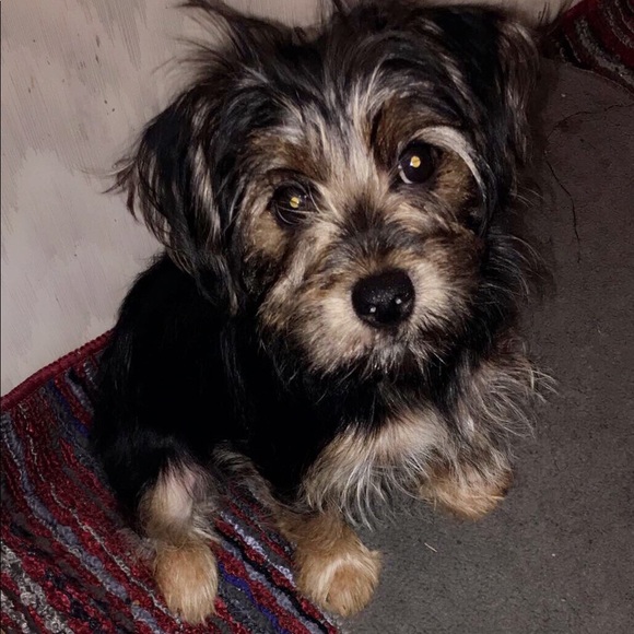 Meet your Posher, Pierre - Picture 1 of 1